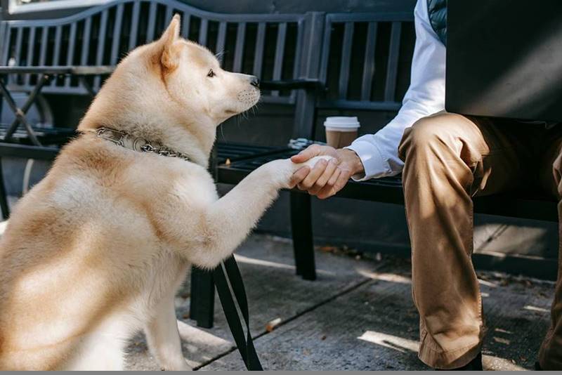 akita inu siedzi i podaje łapę właścicielowi.